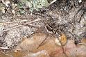 Pardosa_monticola_D2939_Z_88_NP De Hoge Veluwe_Nederland